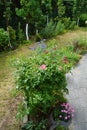 Pink rose \'Palmengarten Frankfurt\', red rose \'Rotilia\', Centaurea cyanus and other flowers bloom in June. Royalty Free Stock Photo