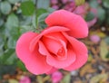 Pink rose, flower, macro, park