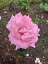 Pink rose in the park, one green leave Royalty Free Stock Photo