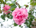 Pink rose pastel color in the garden. Royalty Free Stock Photo