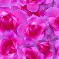 Pink rose pattern. Beautiful flower background seamless