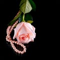 Pink rose and pearl beads. Royalty Free Stock Photo