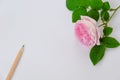 Pink rose and a pencil on white background. Copy space. Flat design