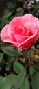 Pink, rose, perfect color, rose bush, greenthumb