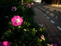 Pink Rose Periwinkle Flowers Blooming beside The Sidewalk Royalty Free Stock Photo