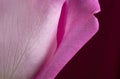 Pink Rose Petal