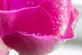 Pink rose petal with water droplets on petal Royalty Free Stock Photo