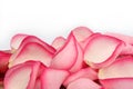 Pink rose petals Royalty Free Stock Photo