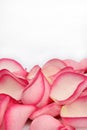 Pink rose petals Royalty Free Stock Photo