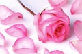 Pink rose and petals Royalty Free Stock Photo