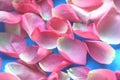 Pink Rose Petals