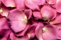 Pink rose petals Royalty Free Stock Photo