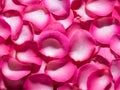 pink rose petals background Royalty Free Stock Photo