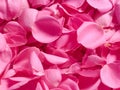 pink rose petals background Royalty Free Stock Photo