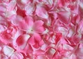 Pink Rose petals Royalty Free Stock Photo