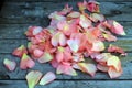 Pink rose petals on background of old wooden surface. Royalty Free Stock Photo