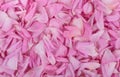Pink rose petals background Royalty Free Stock Photo