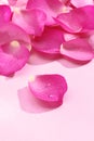 Pink rose petals Royalty Free Stock Photo