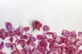 Pink rose petals. Beautiful floral card. Ingredients for natural cosmetics. Top view, soft focus Royalty Free Stock Photo