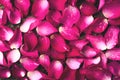 Pink rose petals decoration pattern for Valentine`s day, wedding