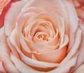 Pink rose petals