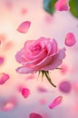 Pink Rose Blossom with Falling Petals - Soft Focus Romantic Beauty Royalty Free Stock Photo