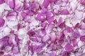 Pink rose petals. Floral background. Ingredients for natural cosmetics. Top view, soft focus Royalty Free Stock Photo