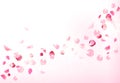 Pink rose petals is flying in the air with flares Royalty Free Stock Photo