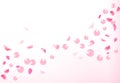 Pink rose petals is flying in the air with flares Royalty Free Stock Photo