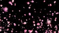 Pink rose petals flying on transparent background