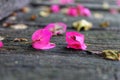 Pink rose petals on the ground