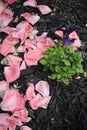 Vertical format Pink Rose flower petals on the ground