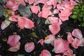 Pink Rose flower petals on the ground Royalty Free Stock Photo