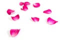 Pink rose petals isolated on white background for valentine`s day or romantic event Royalty Free Stock Photo