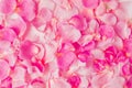 Pink rose petals pattern. Valentine`s day background. Flat lay, top view Royalty Free Stock Photo
