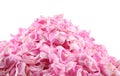Pink rose petals pile Royalty Free Stock Photo