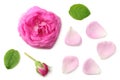 pink rose petals with pink rose flower head isolated on white background. top view Royalty Free Stock Photo