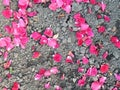 Pink rose petals scattered on the ground Royalty Free Stock Photo