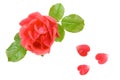 Pink rose with petals in the shape of hearts Royalty Free Stock Photo