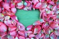 Pink rose petals studio Royalty Free Stock Photo