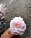 Pink rose petals tend to be more elegant