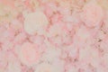 Pink rose petals texture . Abstract background