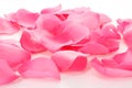 Pink rose petals on white