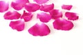 Pink rose petals on white background with copy space, concept flower of love and valentine`s day Royalty Free Stock Photo