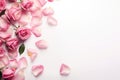 Pink rose petals on white background with copy space for text, Close up of blooming pink roses flowers and petals isolated on Royalty Free Stock Photo