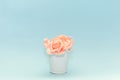 Pink rose petals in a white toy pail on a light blue background, flowers for the holiday of March 8 or February 14, women`s day Royalty Free Stock Photo