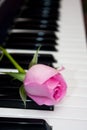 Pink rose on the piano keyboard Royalty Free Stock Photo