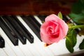 Pink rose and piano keyboard on background Royalty Free Stock Photo