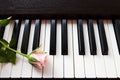 Pink rose on piano keyboard. Royalty Free Stock Photo