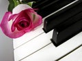 Pink rose on piano keys Royalty Free Stock Photo